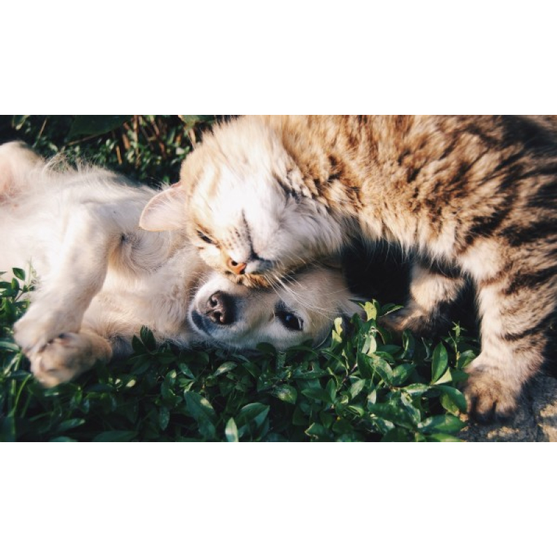 Mona Lisa diamond painting 50x40cm: puppy met kitten 